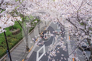 Roppongi 1-chome of cherry tree-lined