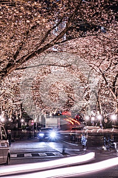 Roppongi 1-chome of cherry tunnel