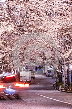 Roppongi 1-chome of cherry tunnel