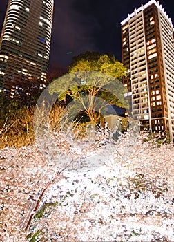 Roppongi 1-chome of going to see cherry blossoms at night