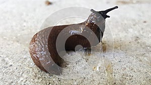 Ropy slug on concrete surface