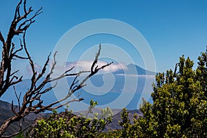 Roque Agando - Barren tree branch with scenic view on the cloud covered volcano mountain peak Pico del Teide seen from La Gomera