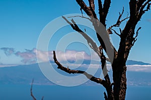 Roque Agando - Barren tree branch with scenic view on the cloud covered volcano mountain peak Pico del Teide seen from La Gomera