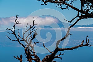 Roque Agando - Barren tree branch with scenic view on the cloud covered volcano mountain peak Pico del Teide seen from La Gomera