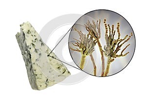 Roquefort cheese and fungi Penicillium roqueforti, used in its production