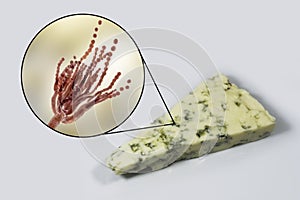 Roquefort cheese and fungi Penicillium roqueforti, used in its production