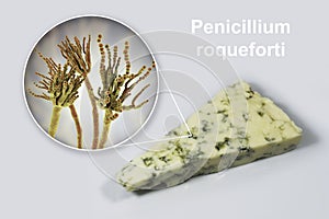 Roquefort cheese and fungi Penicillium roqueforti, used in its production
