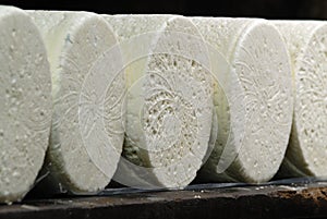 Roquefort cheese in refining photo