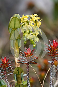 Roraima plants