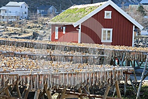 Rorbu with grass on the roof and stockfish