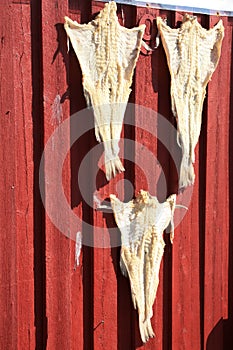 Rorbu & salted cod of Lofoten