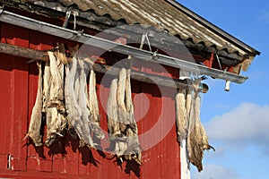 Rorbu & stockfish of Lofoten