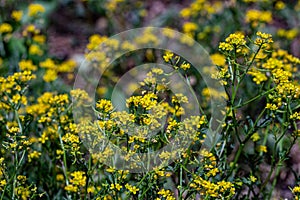 Rorippa amphibia flower in field