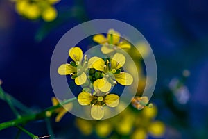 Rorippa amphibia flower in field