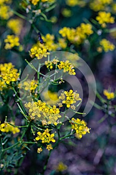 Rorippa amphibia flower in field