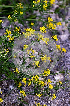 Rorippa amphibia flower in field, close up