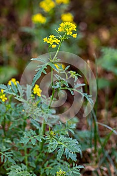 Rorippa amphibia flower in field, close up