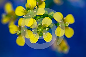 Rorippa amphibia flower in field, close up