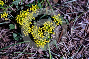 Rorippa amphibia flower in field, close up