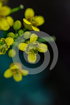 Rorippa amphibia flower in field, close up shoot