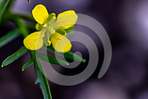 Rorippa amphibia flower in field, close up shoot