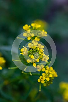 Rorippa amphibia flower growing in field