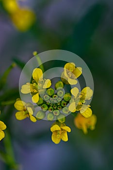 Rorippa amphibia flower growing in field