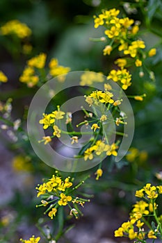 Rorippa amphibia flower growing in field