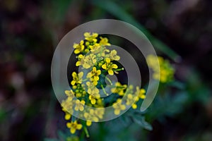 Rorippa amphibia flower growing in field, close up