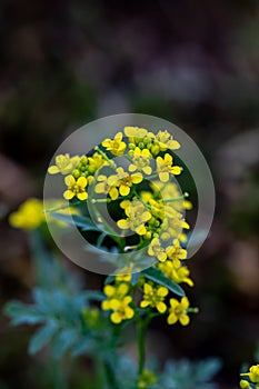 Rorippa amphibia flower growing in field, close up