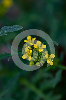 Rorippa amphibia flower growing in field, close up