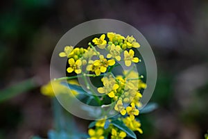 Rorippa amphibia flower growing in field, close up shoot