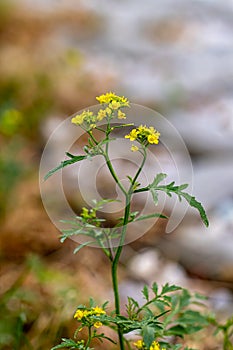 Rorippa amphibia flower growing in field, close up shoot