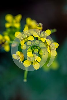 Rorippa amphibia flower growing in field, macro