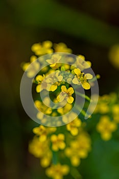 Rorippa amphibia flower growing in field, macro