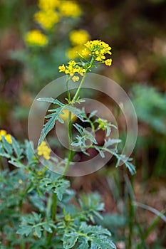 Rorippa amphibia flower growing in field, macro