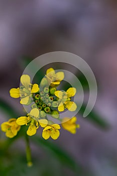 Rorippa amphibia flower growing in field, macro