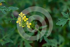 Rorippa amphibia flower growing in field, macro