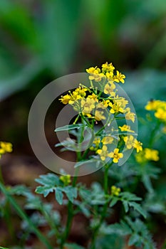 Rorippa amphibia flower growing in field, macro