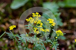 Rorippa amphibia flower growing in field, macro