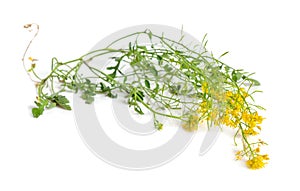 Rorippa sylvestris, creeping yellowcress, keek, or yellow fieldcress. Isolated on white background