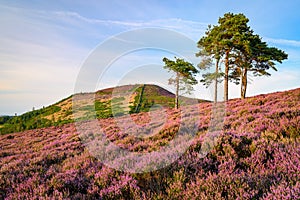 Ros Hill and Scots Pines on Hepburn Moor