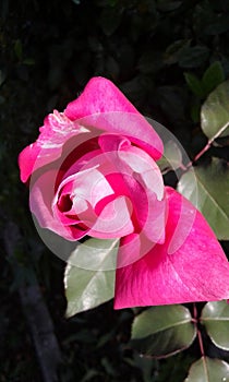 Rosa