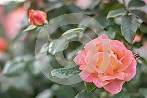 open rose in pink and yellow close-up photo