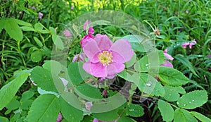 Rosa acicularis. Rosehip flowers close-up in the north of Russia