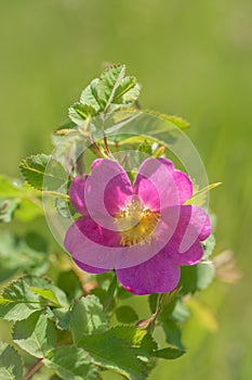 Rosa acicularis - Wild Rose Bush Flowering