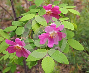 Rosa acicularis (Yakutia)