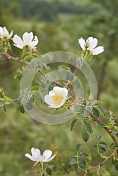 Rosa agrestis shrub in bloom