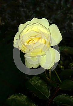 Rosa Alba L., belongs to the family Rosaceae photo