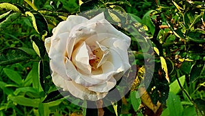 Rosa alba, the white rose of York, is a hybrid rose of unknown parentage